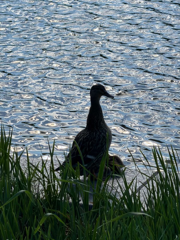 Evening park scenes with wildlife and visitors at Montreal waterfront