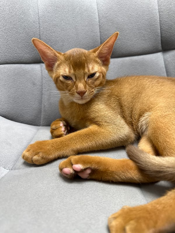 Abyssinian cat, a summer drink, and a Stary Oskol sunset
