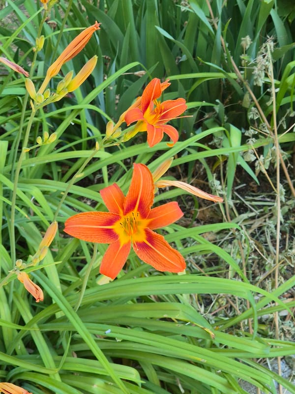 Summer morning in Sozonivka: gardens, greenery, and quiet streets