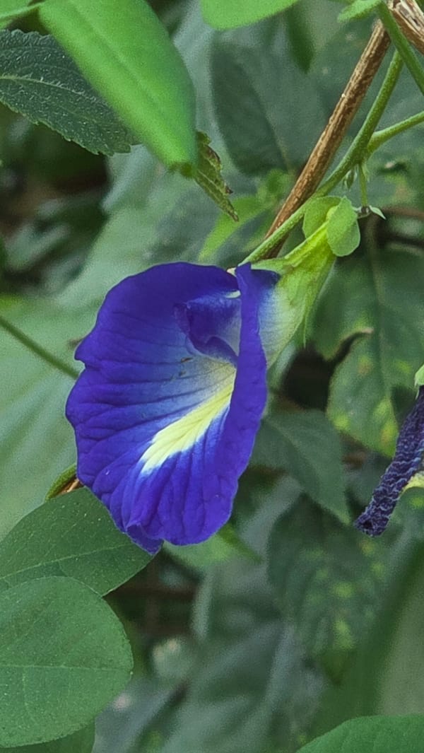 Nature documentation and daily life observed in Vietnamese heritage area