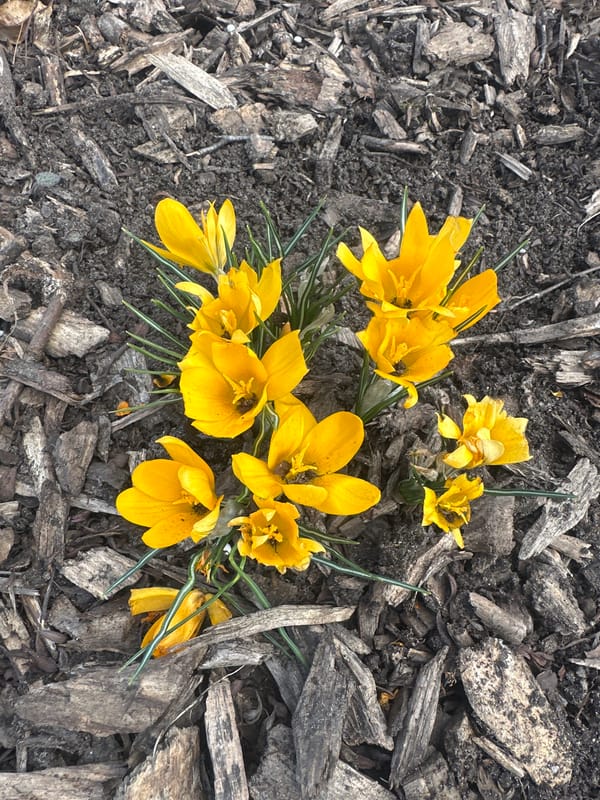 Yellow crocuses bloom in Riga garden setting