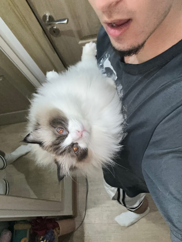 Person takes selfie with Ragdoll cat in Burgas home