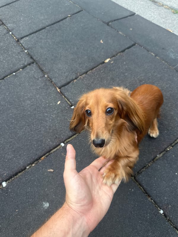 Reddish-brown dachshund chills in a Vienna park