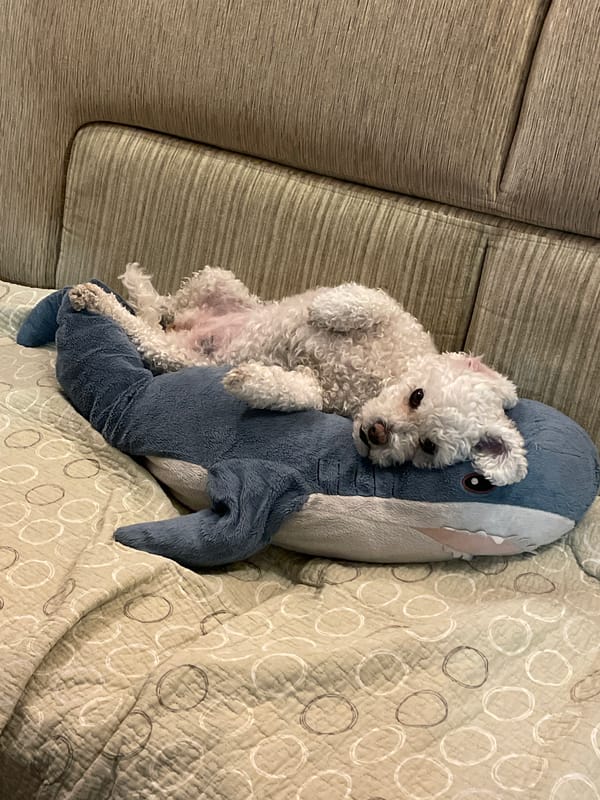 Small white dog rests on blue shark toy in Yekaterinburg