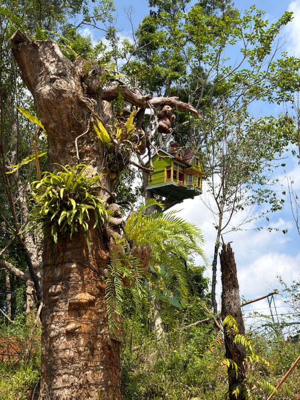 Brief forest journey documented in Măng Đen, Vietnam