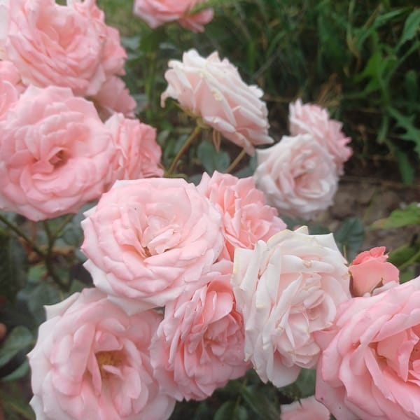 Pale pink roses photographed in bloom near Zorak, Armenia