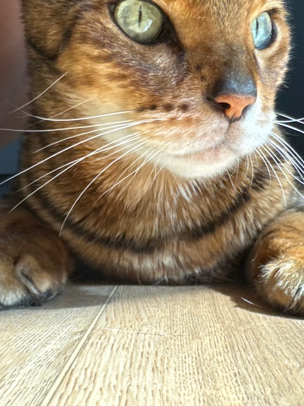 Bengal cat lounging on wooden floor in morning sunlight