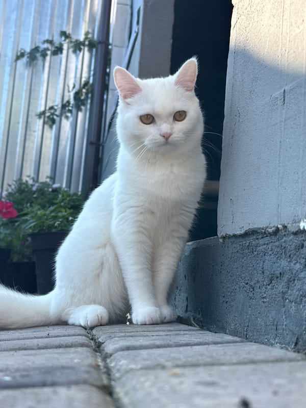 White cat explores a courtyard, caught from every angle