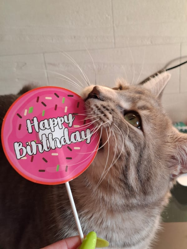 Tabby cat celebrates birthday party with decorations in Novi Sad