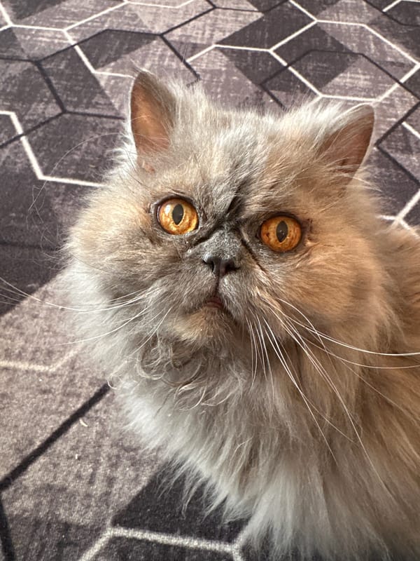 Nighttime domestic moments with Persian cat captured in Chaikovsky