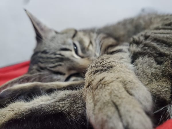 Tabby cat sleeps on red blanket in Curitiba