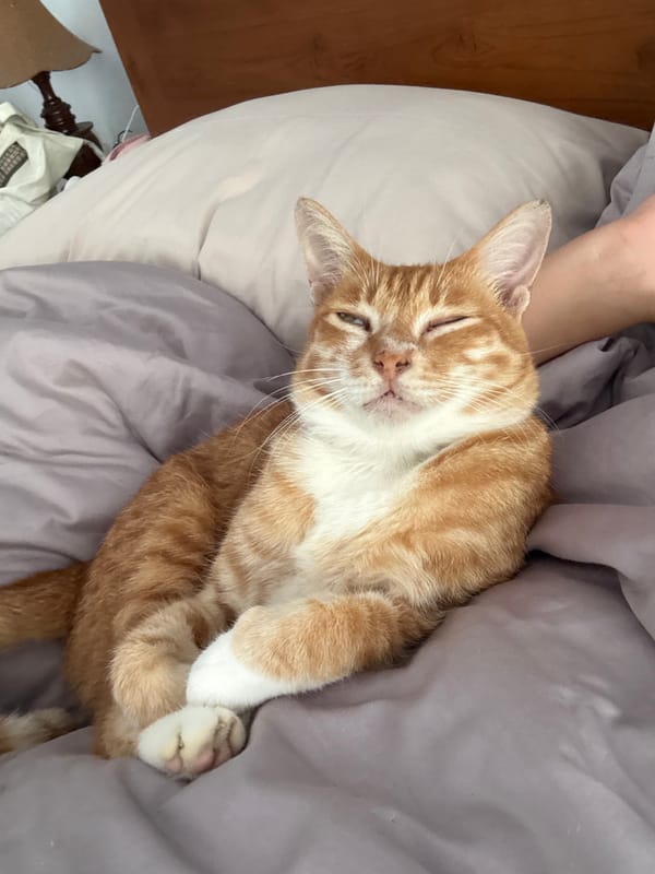 Orange tabby cat sleeps peacefully in Tampaksiring bedroom