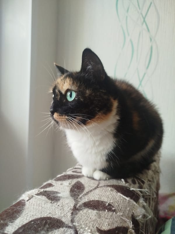 Cats, selfies, and the aftermath of a long breakup