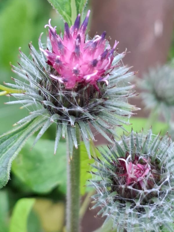 Garden macro series: flowers, snails, and early cucumbers