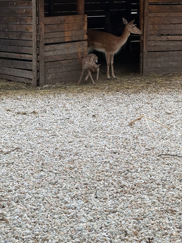 Afternoon zoo visit documented in Pazardzhik, Bulgaria