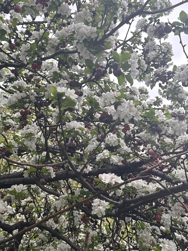 Crabapple tree blooms with white flowers on city street