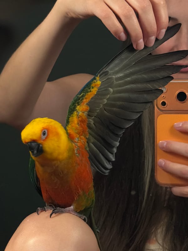 Girl poses with colorful sun conure parrot in Khimki