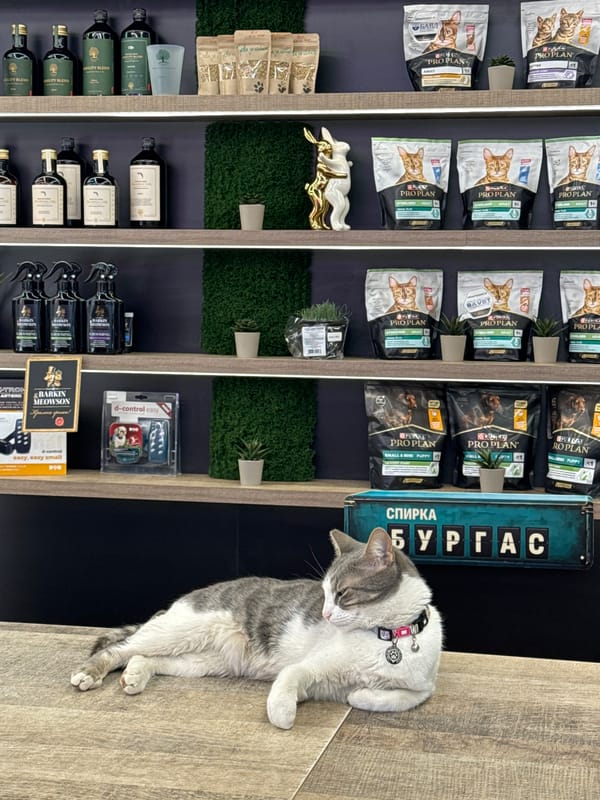 Cat naps peacefully in Bulgarian pet shop among supplies