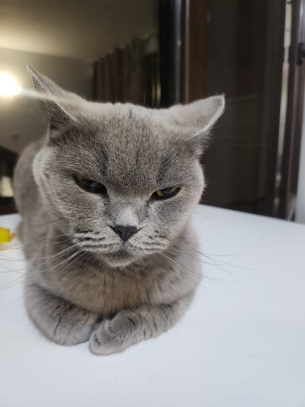Grey British Shorthair does what it does best in Tsarevo