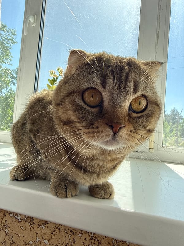 Woman photographs selfies with tabby cat and orchids indoors