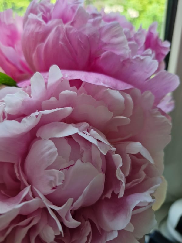 Rural drives, flower close-ups, and Chihuahua portraits documented