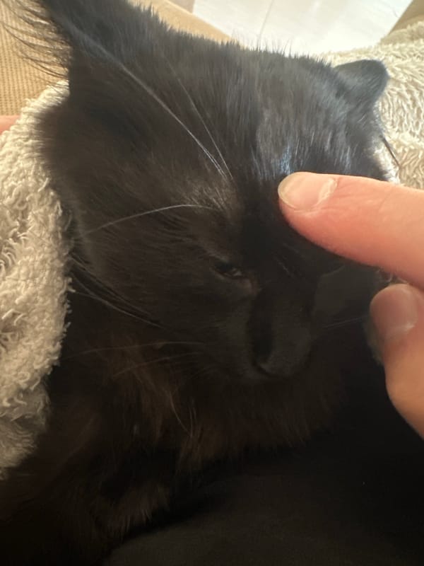 Person gently pets black cat wrapped in towel in Sofia