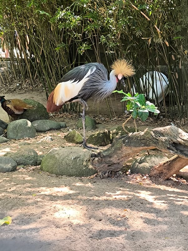 Bird enclosures at Bali Zoo, Sukawati