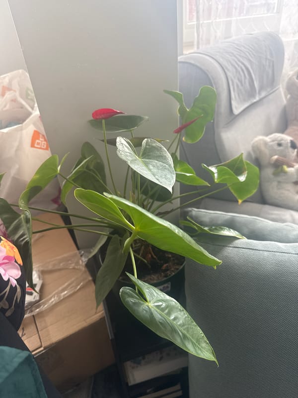 Domestic plant arrangements documented in Asenovgrad home