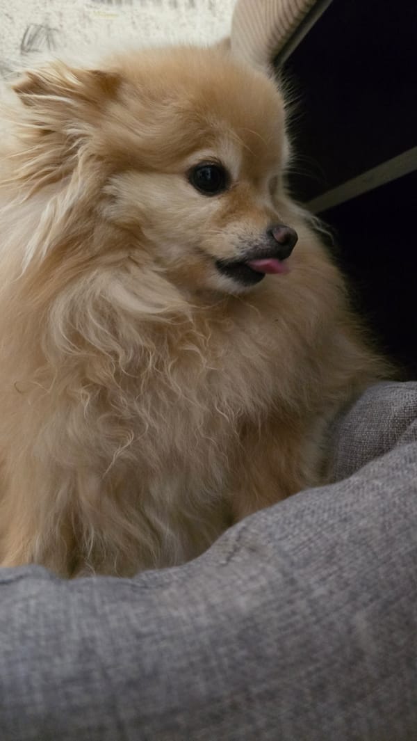 Pomeranian dog chills at home in rural western Siberia
