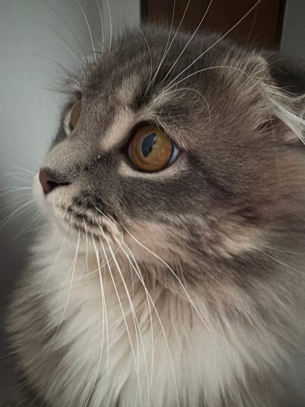 Scottish Fold cat fills an afternoon in a Ukrainian apartment