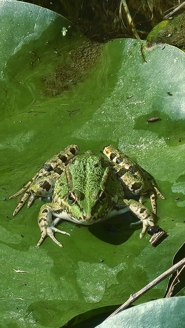 Frogs, wildflowers, and local wildlife in Sant Joan les Fonts