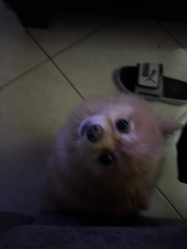Dogs spotted in Tuxtepec during early morning hours