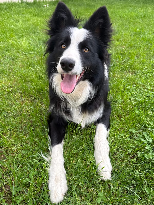 Playful Border Collie enjoys afternoon in Bulgarian mountain town