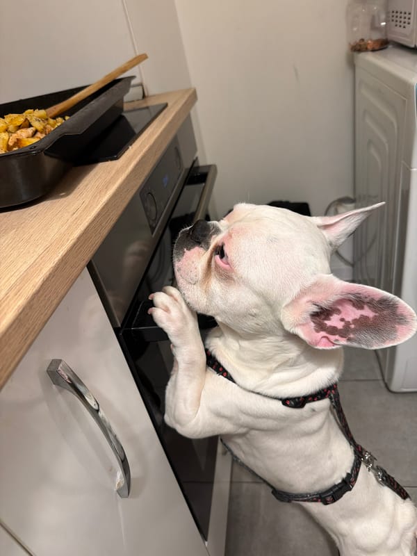 French bulldog investigates an open oven in Sofia