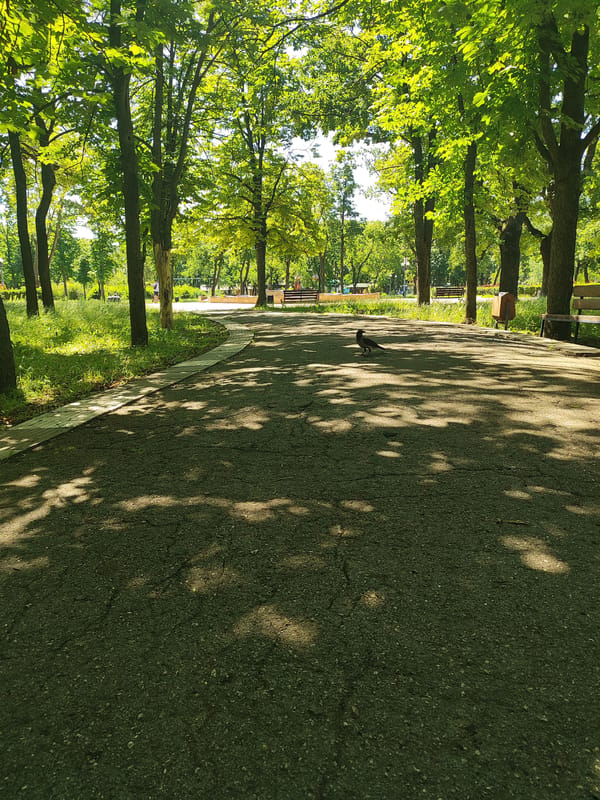 Summer morning in a Tiraspol park, roses in bloom