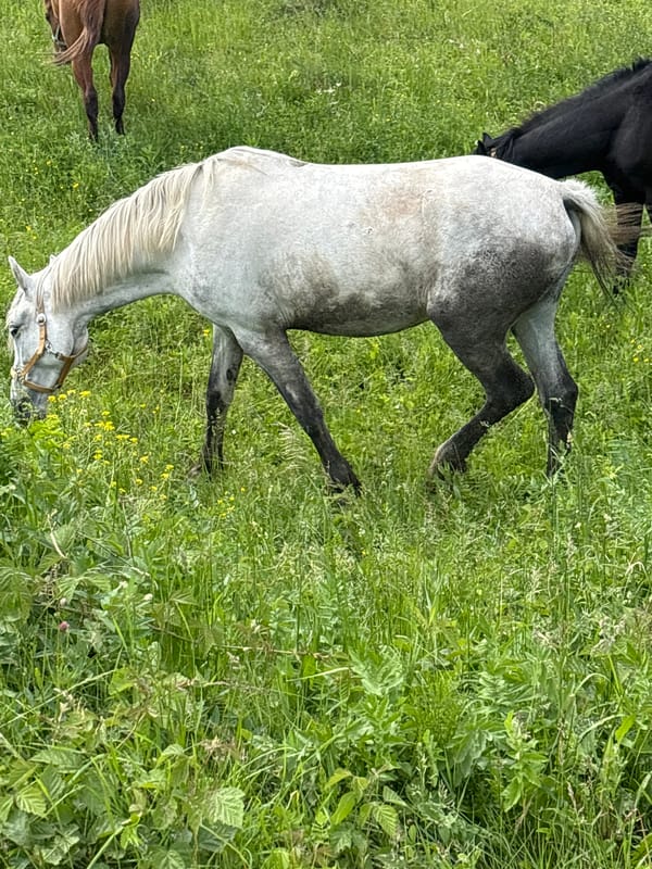 Horse herd grazes in Russian meadows under cloudy skies