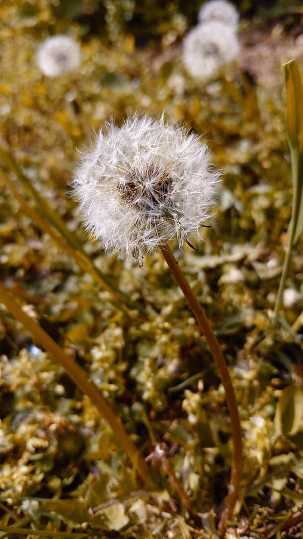 Spring wildflowers photographed in Bulgarian village