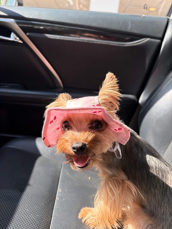 Yorkshire Terrier in a cherry sun hat rides shotgun in Warsaw