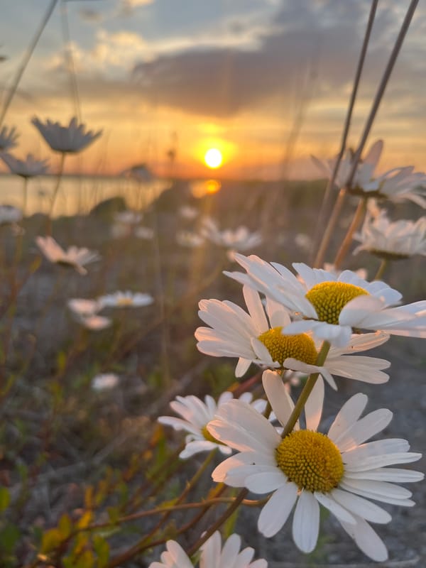 Wildflowers and Baltic sunset, golden hour in rural Estonia