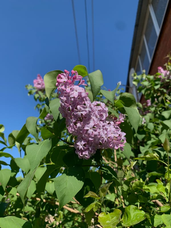Spring morning moments captured in Russian village