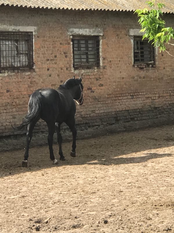 Black horse spotted in enclosure in Kharkiv, Ukraine