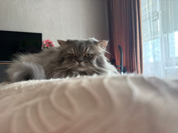 Three cats photographed in homes across Varna, Bulgaria