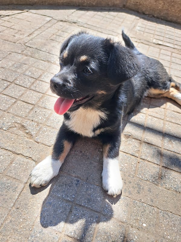 Puppy and home cooking documented in Bulgarian village
