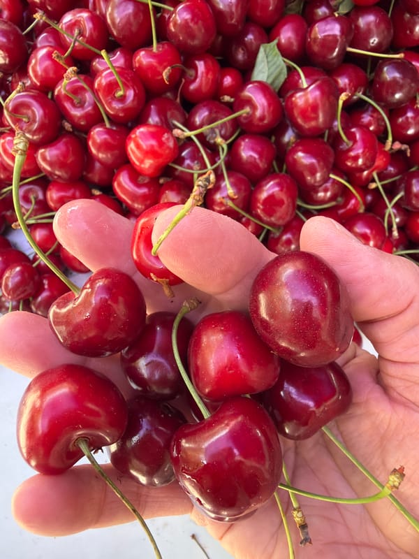 Early morning fruit market activity captured by witnesses