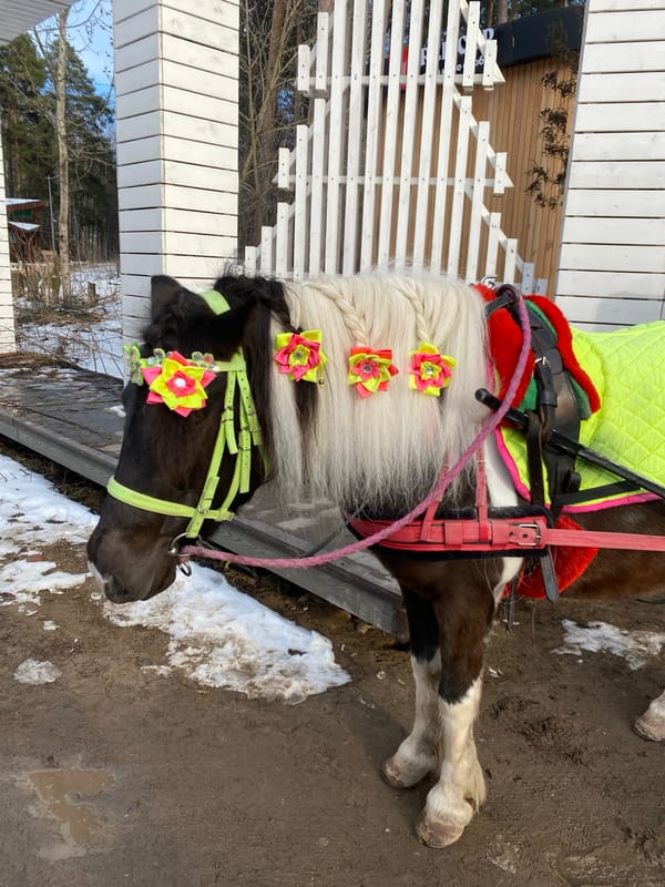 Decorated pony cart ride observed in Perm, Russia