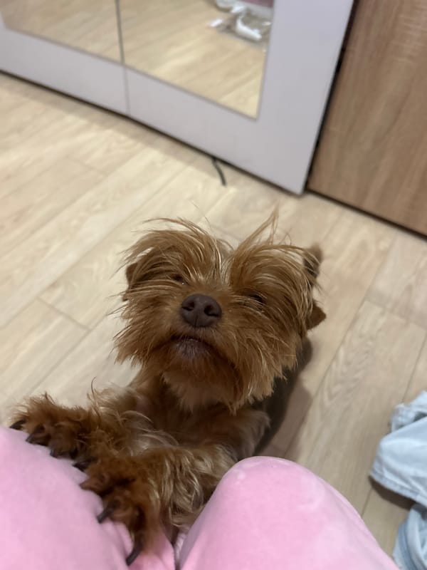 Dog owner photographs Yorkshire Terriers during indoor playtime in Plovdiv