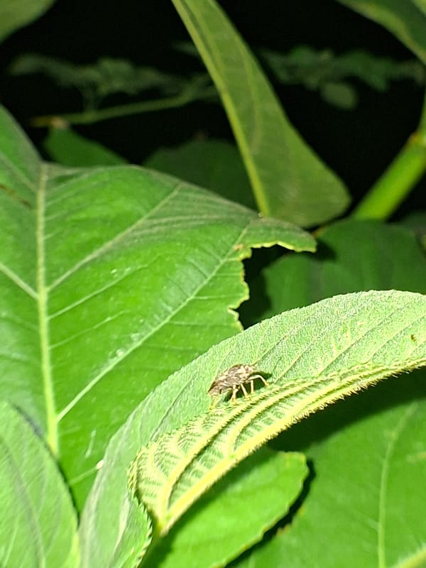 Indonesian villager documents wasps building nest, blooming flowers