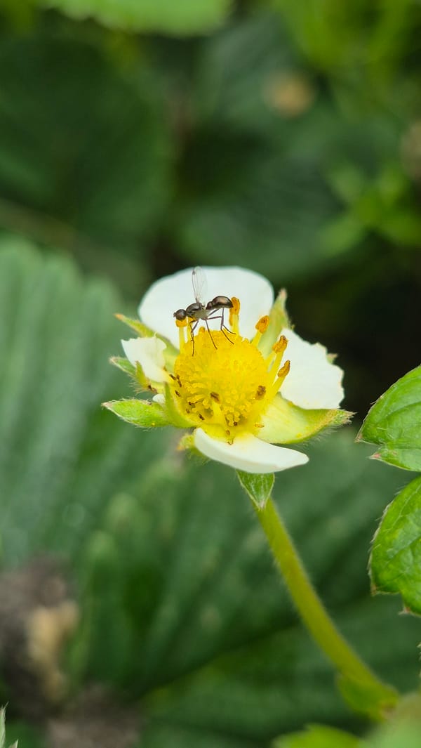 Soccer tricks, strawberry flowers, and backyard nature on a sunny morning
