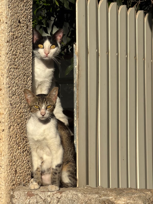 Two cats rest on window ledge in Bat Yam