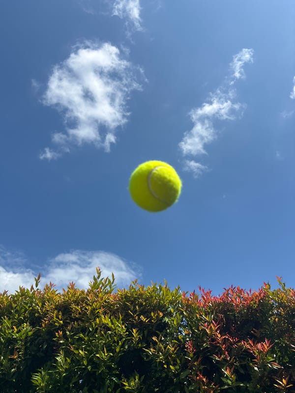 Tennis ball and sleeping cat captured in Mengwi morning